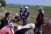 Sarıbal: Sömürü çarkının dişlileri kadın çiftçileri eziyor