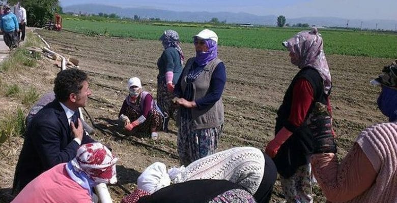 Sarıbal: Sömürü çarkının dişlileri kadın çiftçileri eziyor