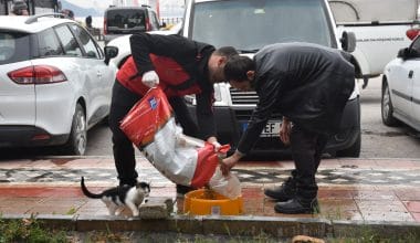 Sokaktaki canlar mamaya kolayca ulaşıyor