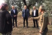 TATLIOĞLU; “Zeytin Üreticilerinin Derdine Derman Olacağız!”
