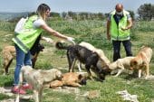 Sokak hayvanlarına Büyükşehir şefkati