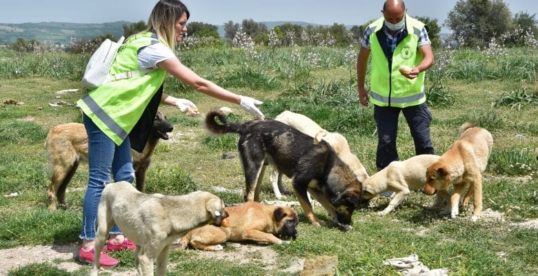 Sokak hayvanlarına Büyükşehir şefkati