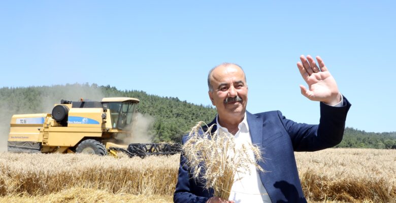 MUDANYA’DA BUĞDAY HASADI ZAMANI
