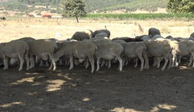 Meralar koruma altında