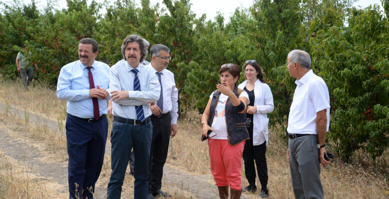 BUÜ’de üretilen 120 şeftali çeşidinin hasadı yapıldı