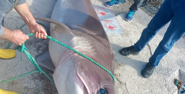 KURŞUNLU’DA 4 METRELİK KÖPEK BALIĞI AĞLARA TAKILDI