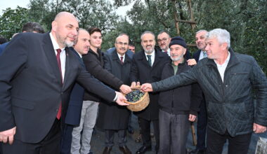 Orhangazi’de de zeytin hasadı başladı