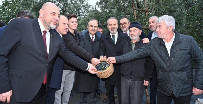 Orhangazi’de de zeytin hasadı başladı
