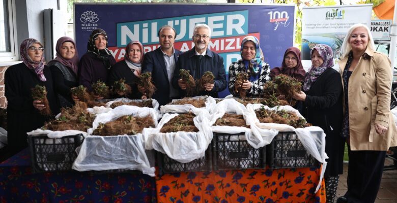 Nilüfer Belediyesi’nin desteğiyle çilek üretimi artıyor