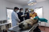 Başıboş köpekler mercek altında