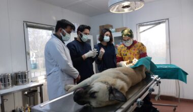 Başıboş köpekler mercek altında Başıboş köpekler mercek altında