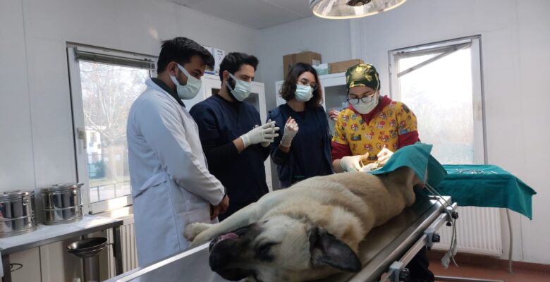 Başıboş köpekler mercek altında