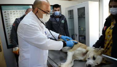 Boynunu jiletli telin kestiği köpek sağlığına kavuştu