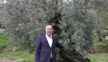 MUDANYA BELEDİYESİ’NDEN TİRİLYE ZEYTİNİ İÇİN COĞRAFİ İŞARET BAŞVURUSU