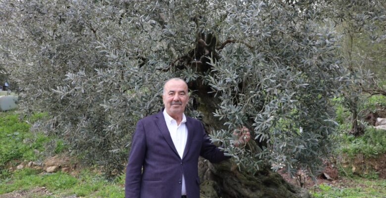 MUDANYA BELEDİYESİ’NDEN TİRİLYE ZEYTİNİ İÇİN COĞRAFİ İŞARET BAŞVURUSU