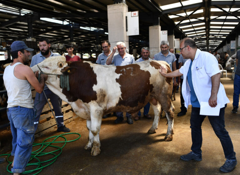 Osmangazi Belediyesi Kurban Bayramı’na hazır