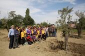 Zeytin ağaçları yeni yerine taşındı 