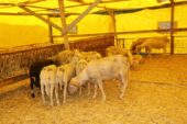 MUDANYA KURBAN PAZARI YENİ YERİNDE