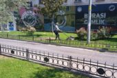 Parklara Özel Bakım
