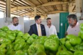 YENİŞEHİR BİBERİ’NİN DEĞERİ ARTIRILACAK