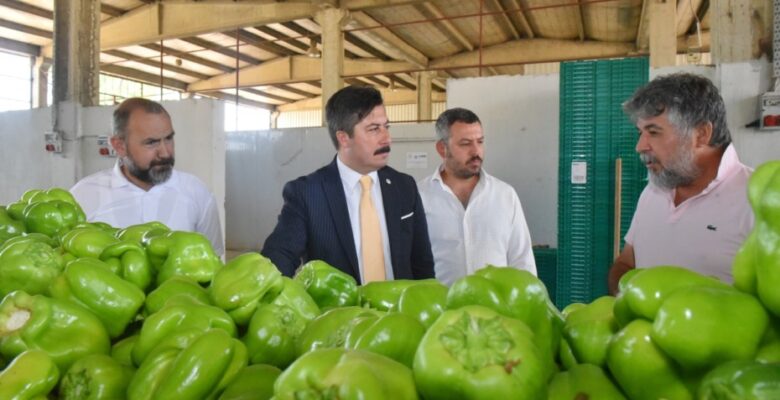 YENİŞEHİR BİBERİ’NİN DEĞERİ ARTIRILACAK