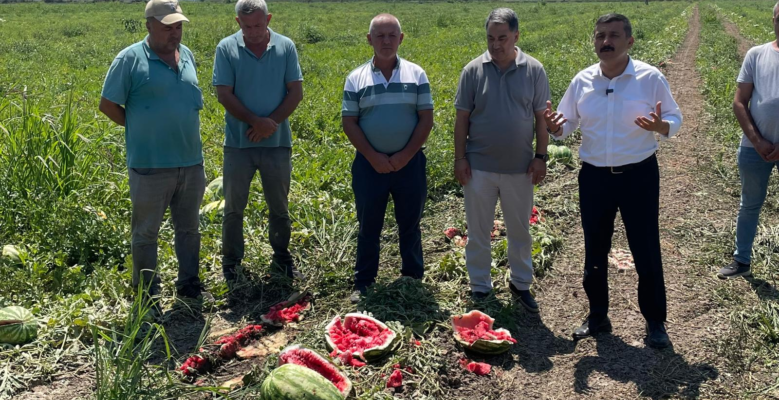 VEKİL SELÇUK TÜRKOĞLU; “KARPUZ DEĞİL, DERT TARLASI!”
