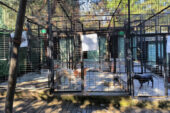 Ata saldıran köpek yakalandı