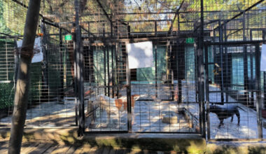 Ata saldıran köpek yakalandı