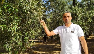 GEMLİK ZEYTİNİ TARIM KOOPERATİFİ KURMALIYIZ