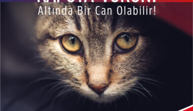 Araca binmeden önce kaputa vur
