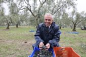 Başkan Şadi Özdemir zeytin hasadına katıldı