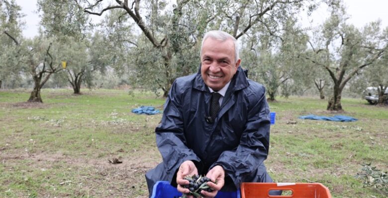 Başkan Şadi Özdemir zeytin hasadına katıldı