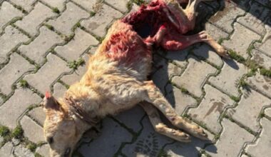 Gemlik Belediyesi’nden Hayvan Rehabilitasyon Merkezi’nde Yaşanan Olayla İlgili Açıklama (Görüntülü)