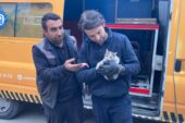 KAPUTA SIKIŞAN YAVRU KEDİ KURTARILDI