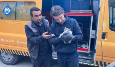 KAPUTA SIKIŞAN YAVRU KEDİ KURTARILDI
