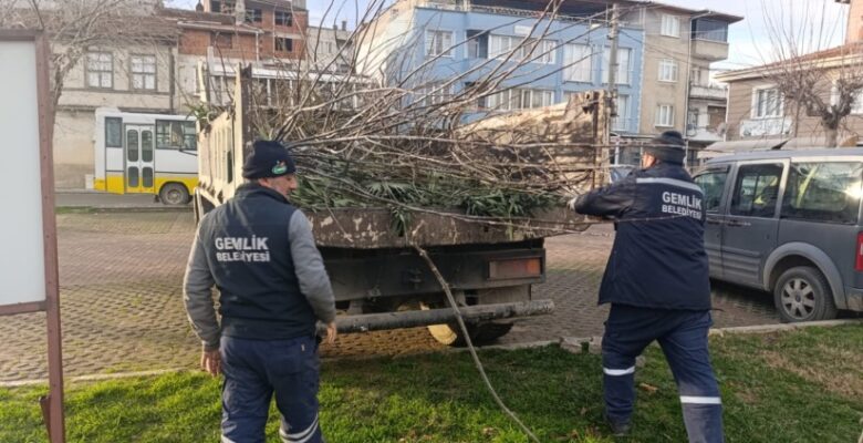 Park ve Yeşil Alanlarda Budama Çalışmaları Sürüyor