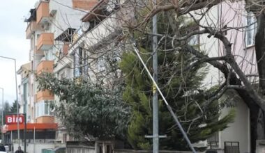 ŞEHİR GENELİNDE AĞAÇ BUDAMA ÇALIŞMALARI SÜRÜYOR