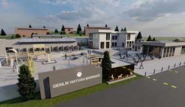 Gemlik Belediyesi Patili Dostlara Sahip Çıkıyor