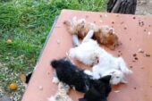 GEMLİK’TE VAHŞET YAVRU KEDİLERİ BIÇAKLAYARAK ÖLDÜRDÜLER
