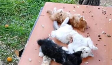 GEMLİK’TE VAHŞET YAVRU KEDİLERİ BIÇAKLAYARAK ÖLDÜRDÜLER