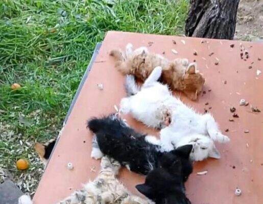 GEMLİK’TE VAHŞET YAVRU KEDİLERİ BIÇAKLAYARAK ÖLDÜRDÜLER