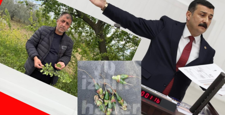 TÜRKOĞLU, ÜRETİCİYİ PERİŞAN EDEN DON AFETİNİ TBMM GÜNDEMİNE TAŞIDI