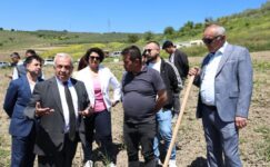 Nilüfer Belediyesi Konaklı’ya 800 zeytin fidanı dikti