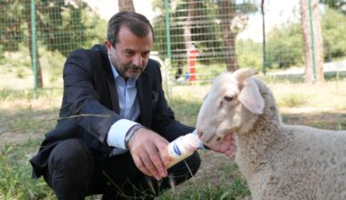 GÜRSU’YA  BUTİK HAYVANAT BAHÇESİ