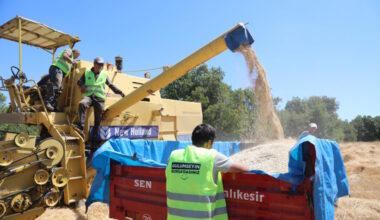 Siyez buğdayında hasat bereketi