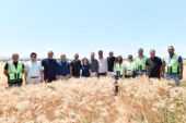 Mustafakemalpaşa’da Buğday Hasadı Başladı