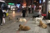 İYİ Parti Gemlik; “Ne Hayvanlara Kıyacağız, Ne de İnsanları Tehlikeye Atacağız”