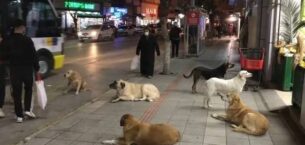 İYİ Parti Gemlik; “Ne Hayvanlara Kıyacağız, Ne de İnsanları Tehlikeye Atacağız”