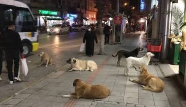 İYİ Parti Gemlik; “Ne Hayvanlara Kıyacağız, Ne de İnsanları Tehlikeye Atacağız”