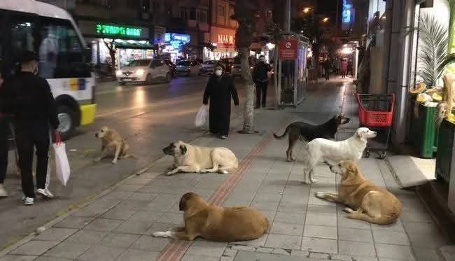 İYİ Parti Gemlik; “Ne Hayvanlara Kıyacağız, Ne de İnsanları Tehlikeye Atacağız”